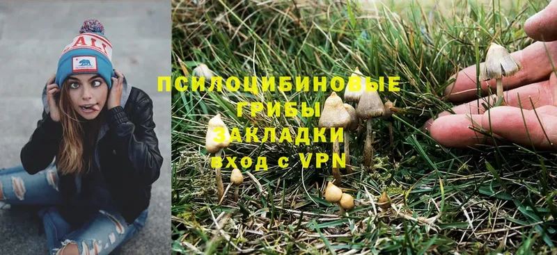 Псилоцибиновые грибы Psilocybe  Краснодар 